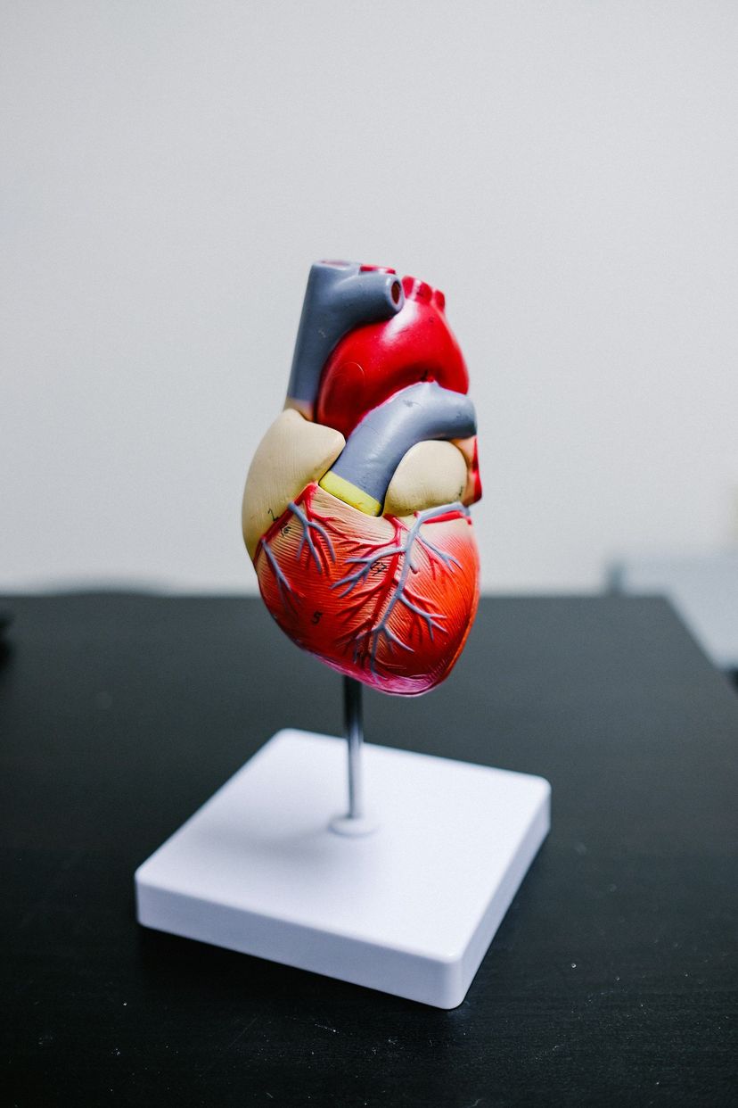 Modell eines Herzens