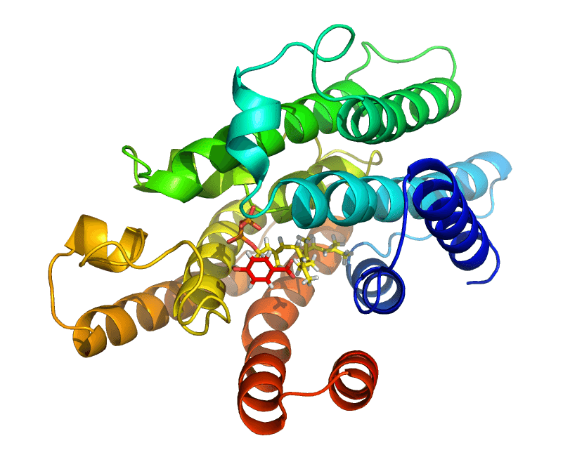 3D-Modell eines Enzyms aus dem Bakterium Escherichia coli