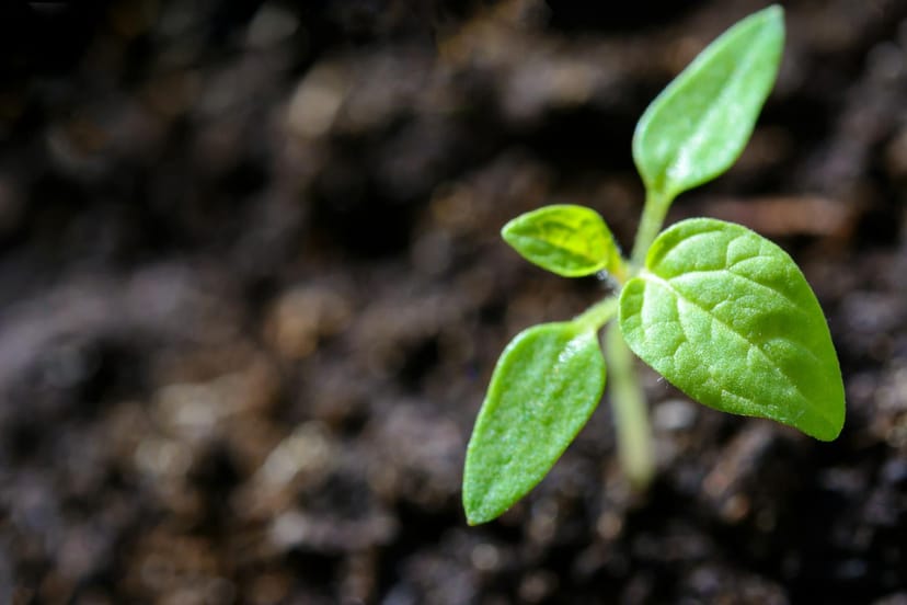 Pflanzen, Natur, Naturwissenschaften 