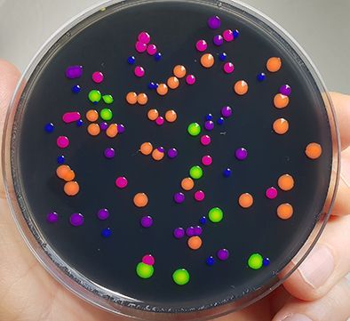 Bakterien produzieren Farbstoffe aus Korallen