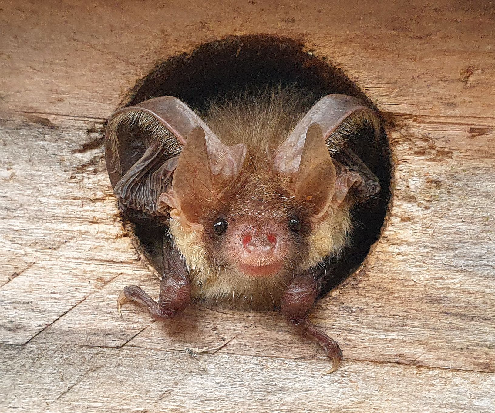 Fledermaus Braunes Langohr