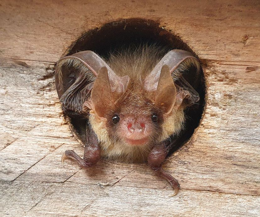 Fledermaus Braunes Langohr