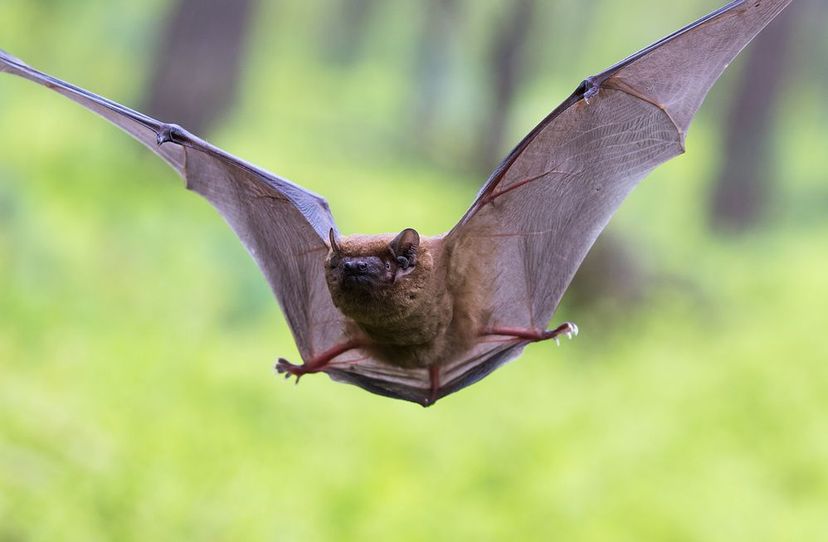 Fledermaus Grosser Abendsegler im Flug