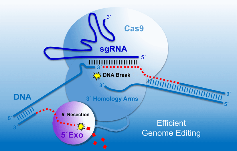 Modifizierte Genschere CRISPR/Cas