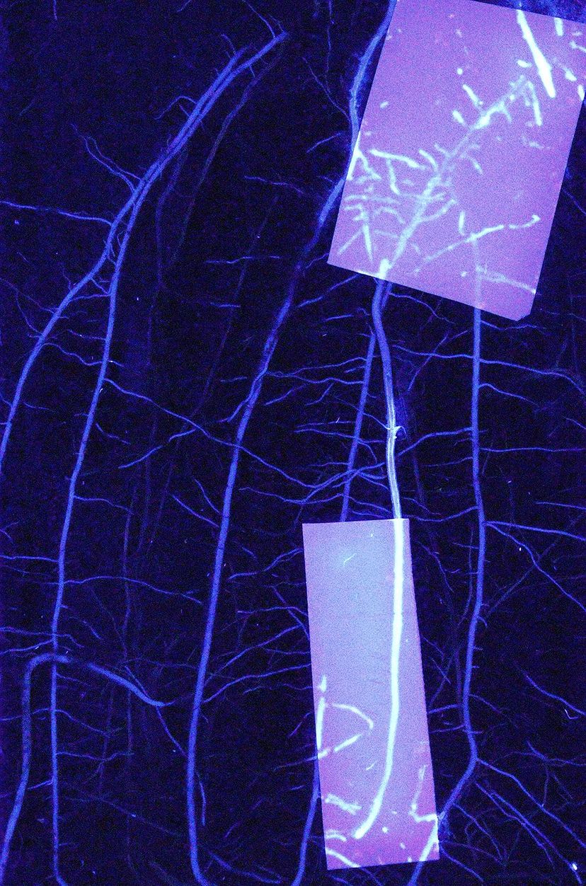 Fluoreszenz an Pflanzenwurzeln