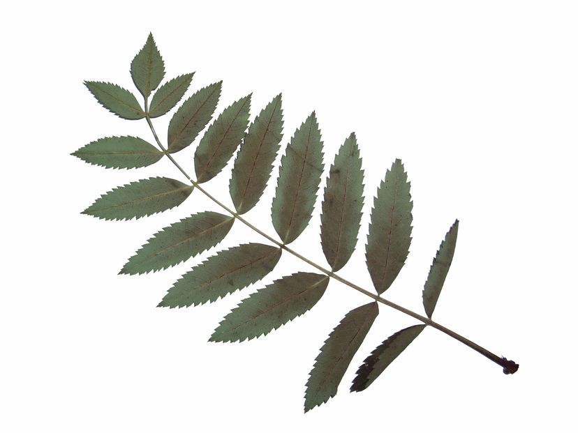 Herbar