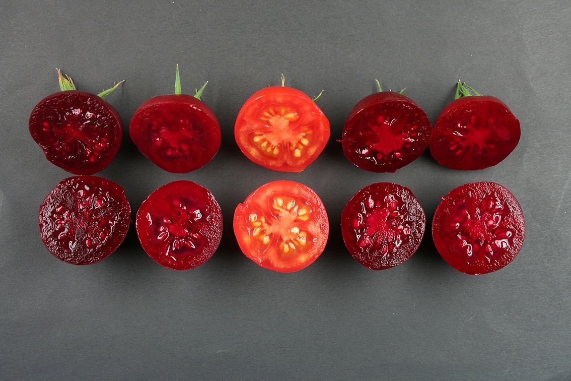 Lila Tomaten mit Farbstoff aus der roten Beete