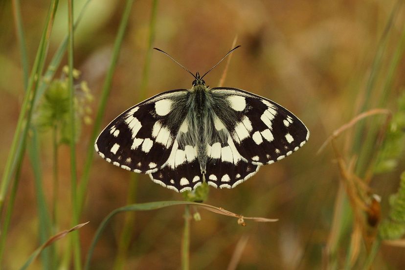 Schmetterling Melanargia galathea