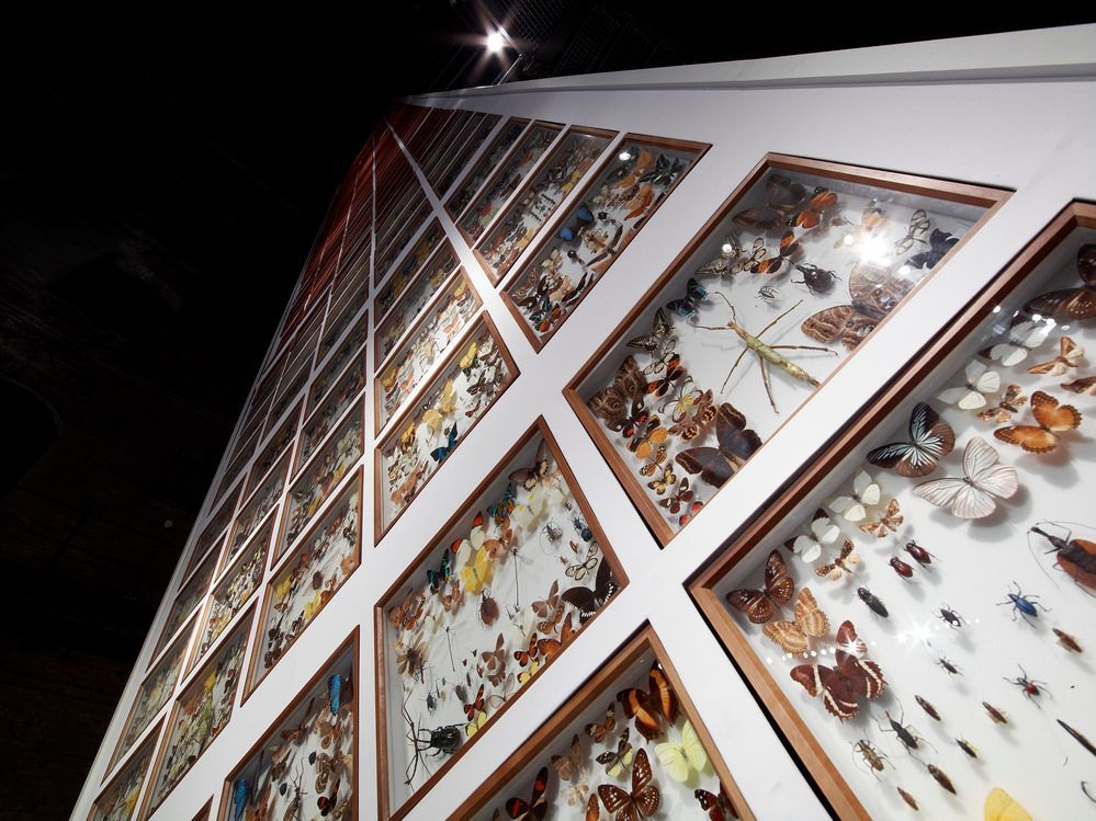 Insektenkästen