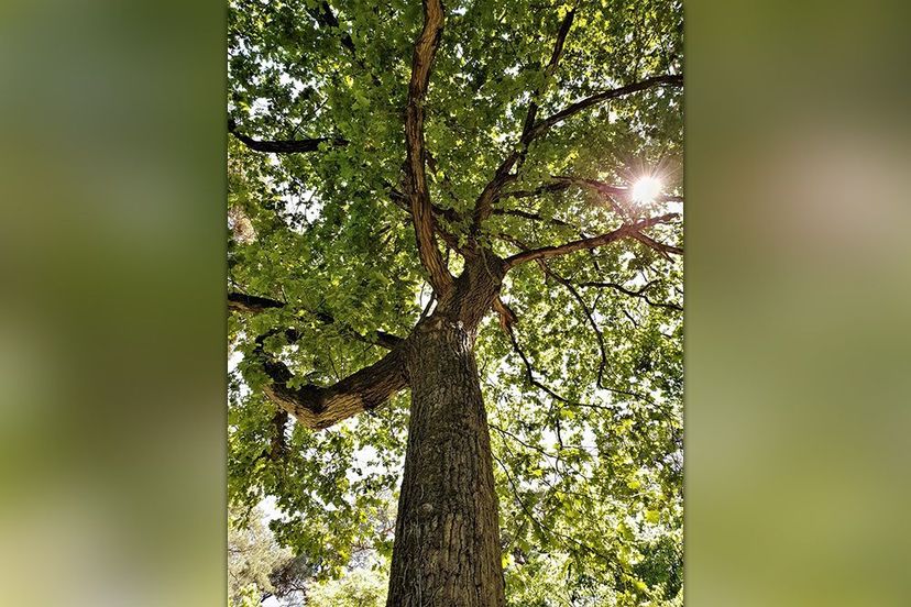 Baumkronen - Tree canopy