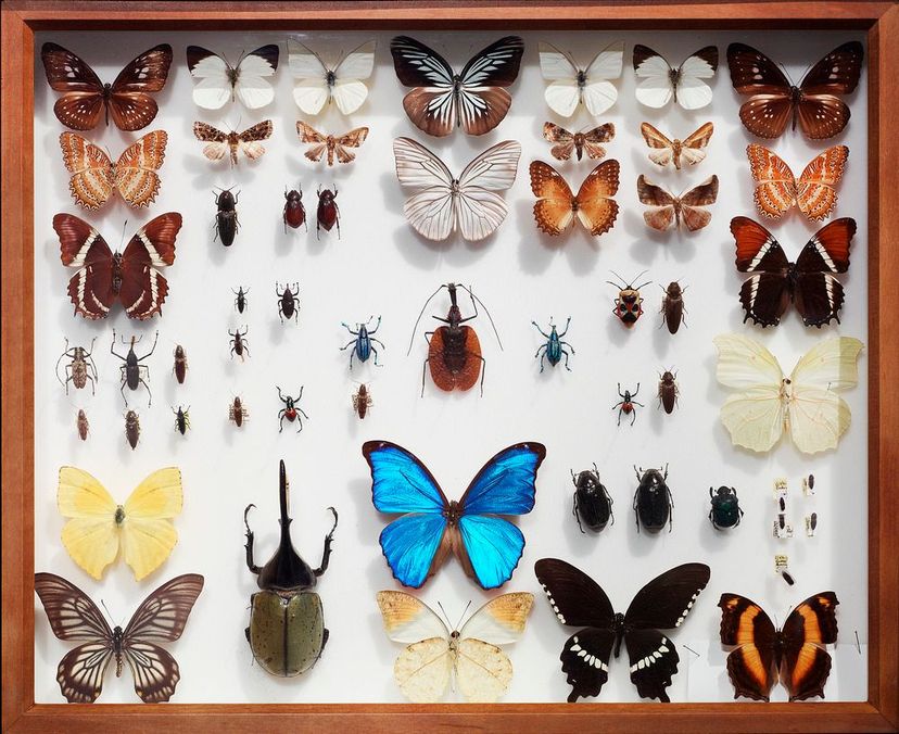Insektenschaukasten
