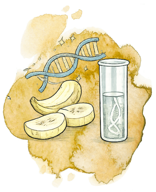 DNA Isolierung aus Bananen 