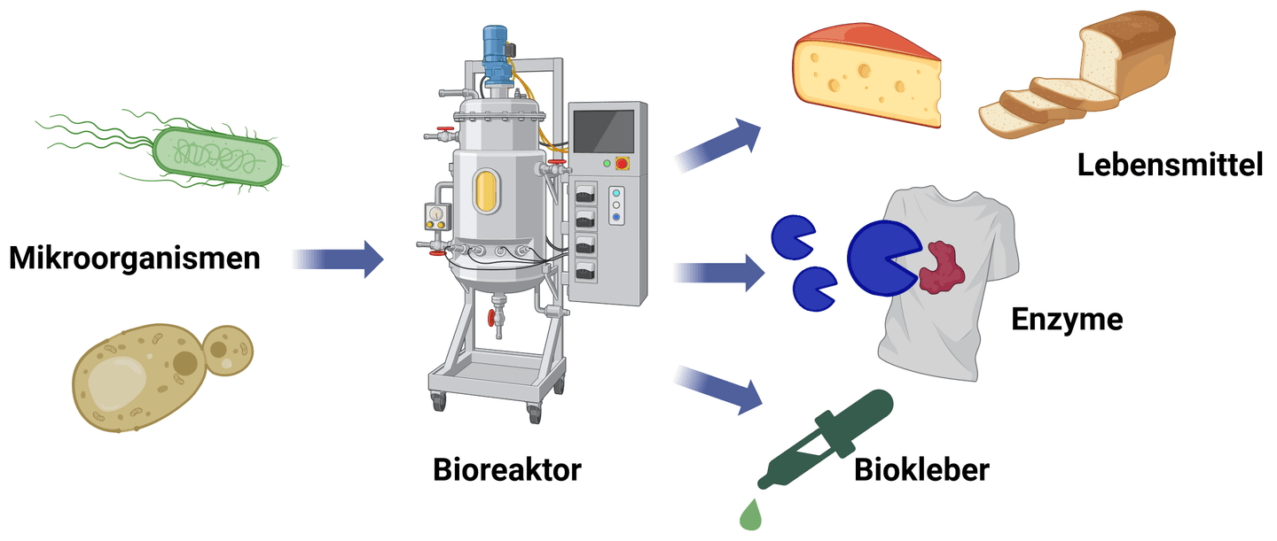 Von Brot und Bier bis Waschsalon und Kleber – Biotechnologie im Alltag erleben