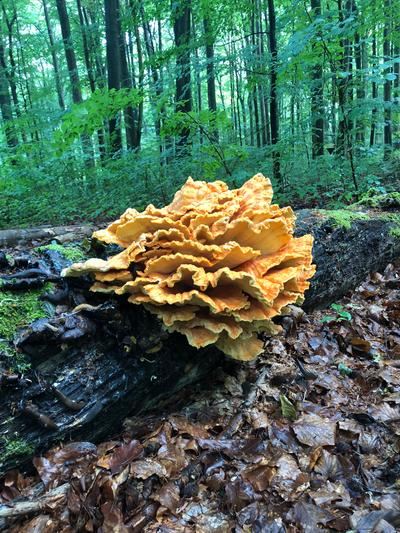 Totholz Schwefelporling