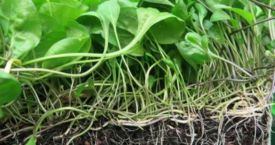 Vitamin D3 aus Pflanzen