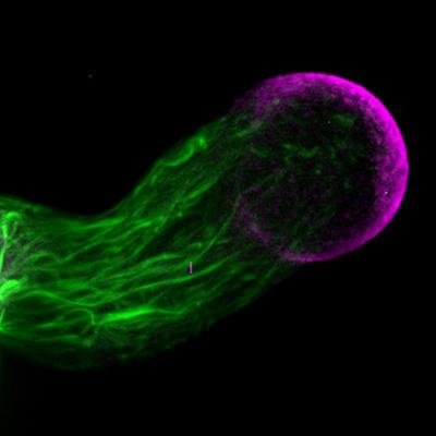 polares Spitzenwachstum