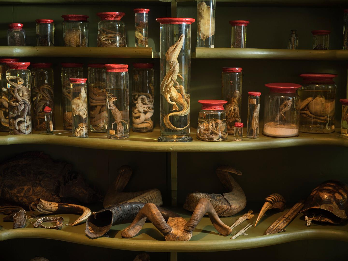 Blick in den geöffneten Tierschrank der Wunderkammer