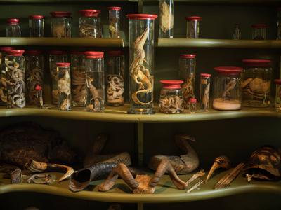 Blick in den geöffneten Tierschrank der Wunderkammer