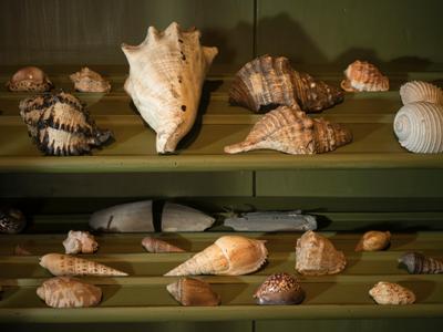 Blick in den geöffneten Conchilien-Schrank in der Wunderkammer