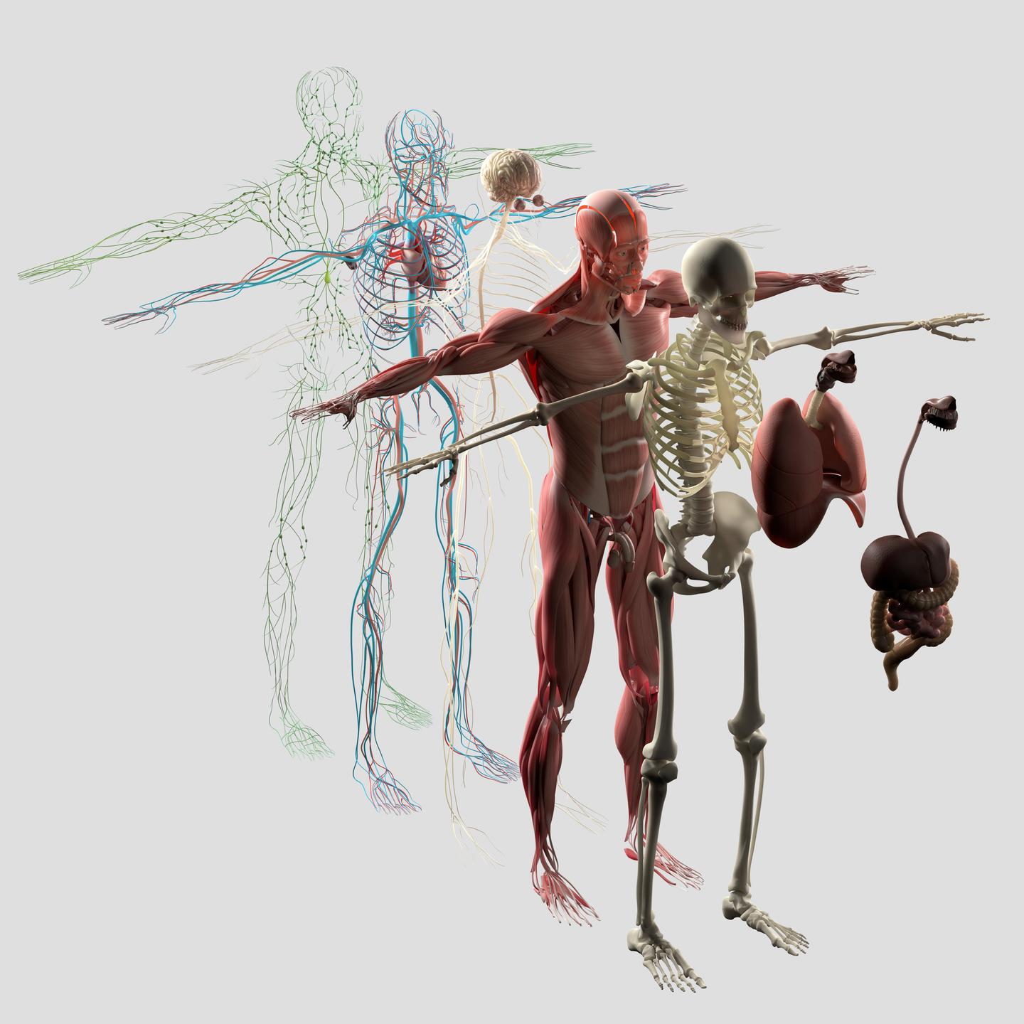 Menschliche Anantomie
