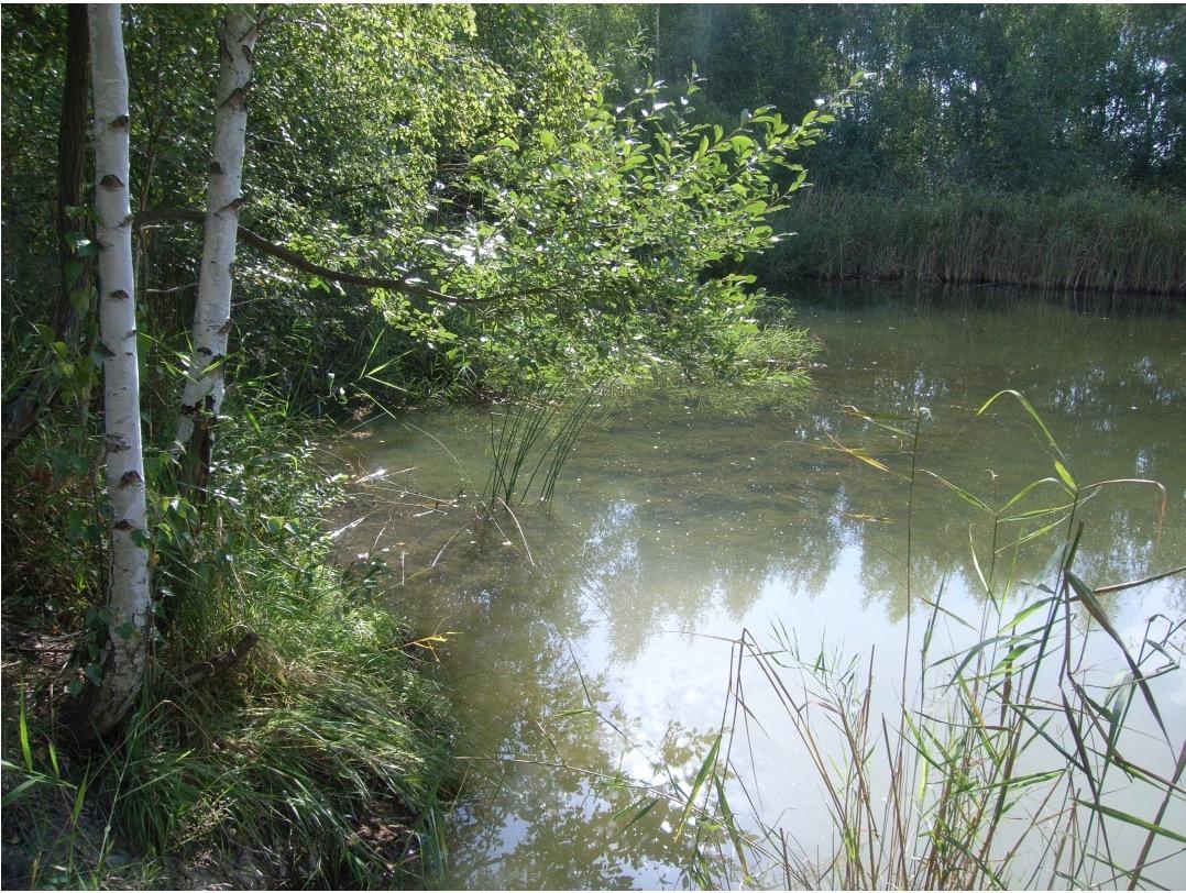 Ansicht eines Weihers